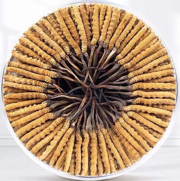 白玉冬虫夏草回收